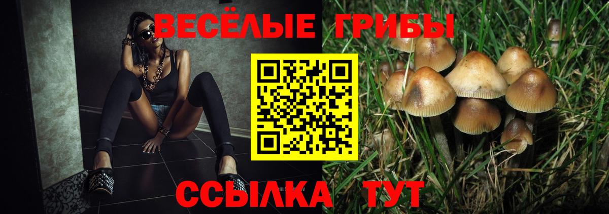 Галлюциногенные грибы Cubensis Строитель
